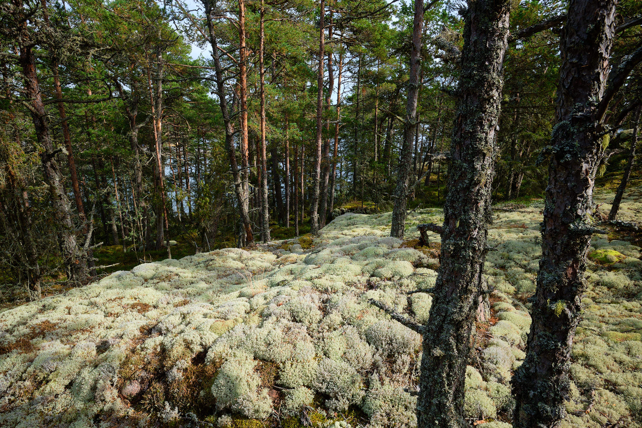 Schweden / Sweden